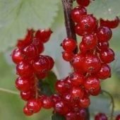 Смородина красная Ролан (ПОИСК)