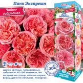 Роза Пинк Экспрешн чайно-гибридная (Сиб сад)