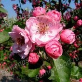 Яблоня декоративная Бренди Мэджик (ПОИСК)