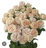 Роза Джентл Трендсеттер спрей (Золотая сотка Алтая)