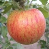 Яблоня Орлинка (в коробке) (ПОИСК)