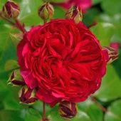 Роза Ред Леонардо да Винчи Флорибунда (Барнаул)