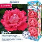 Роза Вайкики флорибунда (Сиб сад)