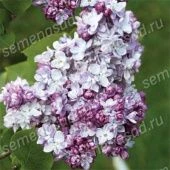 Сирень обыкновенная Тарас Бульба (ПОИСК)