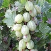 Крыжовник Зеленый дождь  (ПОИСК)