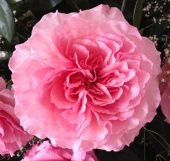 Роза Майрас Роуз чайно-гибридная (Золотая сотка Алтая)