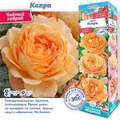 Роза Капри чайно-гибридная (Сиб сад)