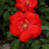 Роза Альпенглухен Канадская (почвопокровная) (Садовита)