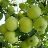 Яблоня карликовая Кроха (ПОИСК)