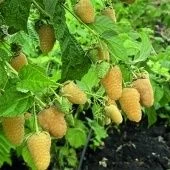 Малина ремонтантная Светлячок (ПОИСК)