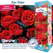 Роза Эль Торо чайно-гибридная (Сиб сад)