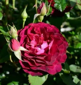 Роза Леа Меж шраб (Золотая сотка Алтая)