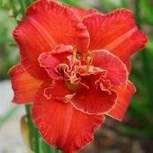 Лилейник гибридный Мозес Файр 1шт (ПОИСК)