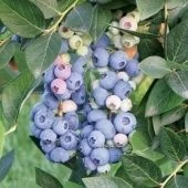 Голубика Аврора высокорослая  (ПОИСК)