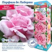 Роза Парфюм де Либерти чайно-гибридная (Сиб сад)
