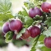 Крыжовник Спайнфри (ПОИСК)