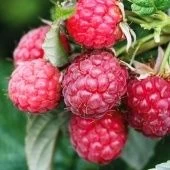 Малина ремонтантная Пингвин (ПОИСК)