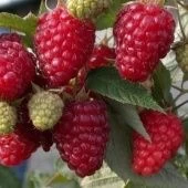 Малина ремонтантная Малиновая гряда (ПОИСК)