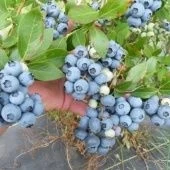 Голубика Блюголд высокоросла (ПОИСК)