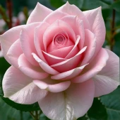 Роза Дезире чайно-гибридная (Золотая сотка Алтая)