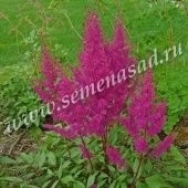 Астильба японская Элизабет ван Вин (ПОИСК)
