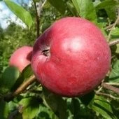 Яблоня Медуница (в коробке) (ПОИСК)