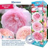 Роза Мисаки японский шраб (Сиб сад)