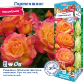 Роза Гартеншпас флорибунда (Сиб сад)