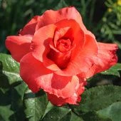 Роза Аве мария Чайно-гибридная (Садовита)