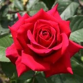 Роза Самурай Чайно-гибридная (Садовита)