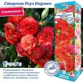 Роза Старлет Роуз Кармен плетистая (Сиб сад)