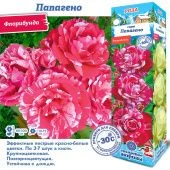 Роза Папагено флорибунда (Сиб сад)