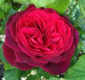 Роза Графиня Харденберг шраб (Садовита)