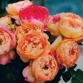 Роза Розоман Жанон шраб (Золотая сотка Алтая)