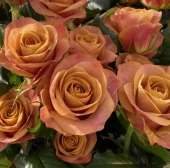 Роза Марракеш чайно-гибридная (Золотая сотка Алтая)