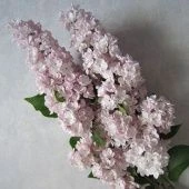 Сирень обыкновенная Милосердие  (ПОИСК)