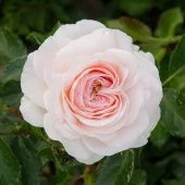 Роза Ларисса Шраб (Садовита)