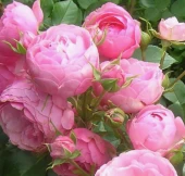 Роза Пинк Морсдаг /Полиантовая/(Золотая сотка Алтая)