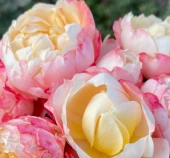 Роза Принцесса Суки японская чайно-гибридная (Золотая сотка Алтая)