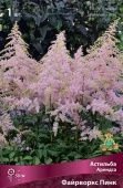 Астильба Арендса Файрворкс Пинк (ПОИСК)