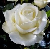 Роза Айсленд чайно-гибридная (Садовита)