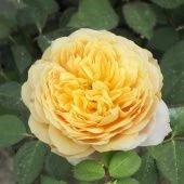 Роза Шарлотта Шраб (Английская) (Садовита)