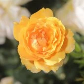 Роза Жоэль Маруани Шраб (Садовита)