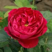 Роза Бенджамин Бриттен Шраб (Английская) (Садовита)