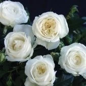 Роза Боинг чайно-гибридная (Золотая сотка Алтая)