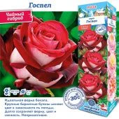 Роза Госпел чайно-гибридная (Сиб сад)
