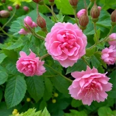 Роза Пинк Гротендорст ругоза (Золотая сотка Алтая)