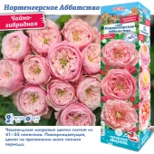Роза Нортенгерское Аббатство чайно-гибридная (Сиб сад)