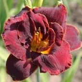 Лилейник гибридный Найт Эмберс (ПОИСК)