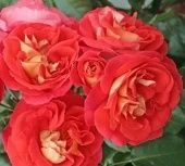 Роза Гебрюдер Гримм флорибунда (Татарстан Розариум)